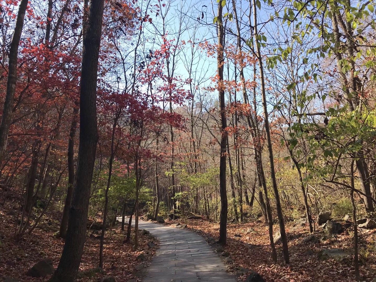 世界奇觀盤錦紅海灘、東北楓葉之王蒲石河森林公園、本溪水洞、三日游